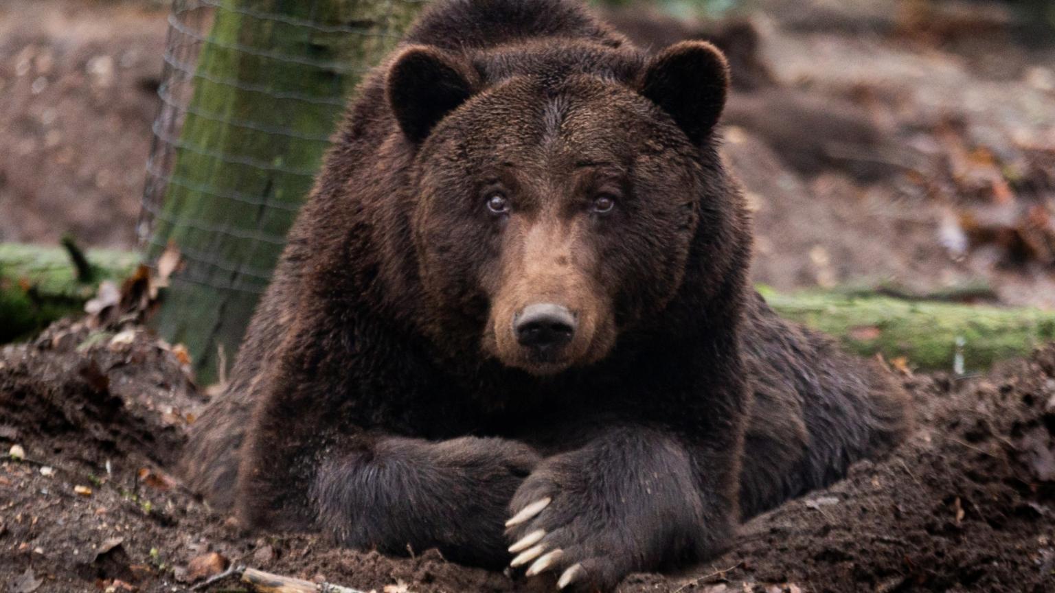 Ouwehands Dierenpark (3).jpg