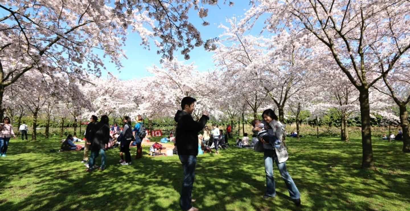 Mensen bekijken de bloesem in het Amsterdamse Bos