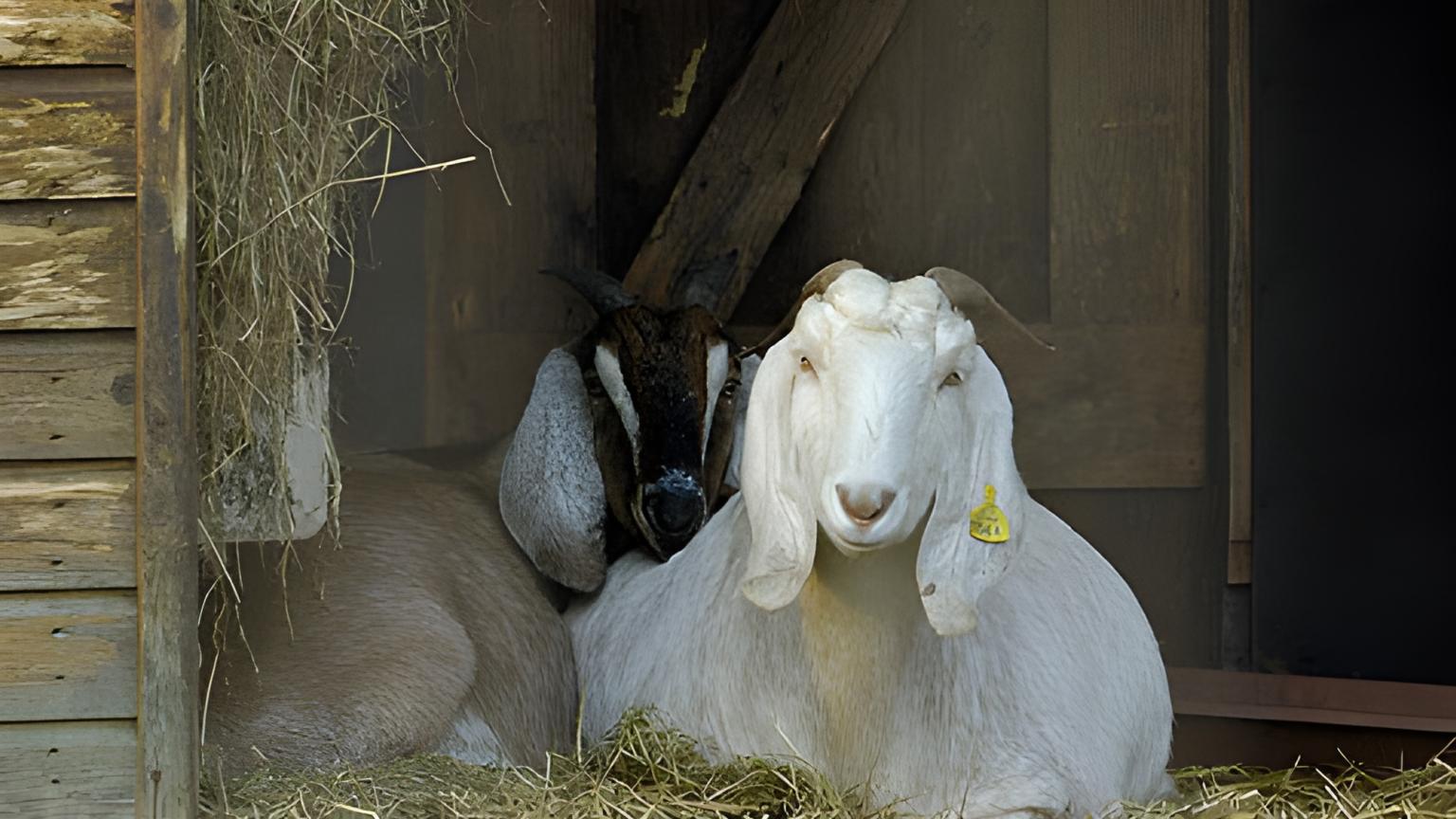 Twee geitjes liggen in het gras bij de kinderboerderij in het Amstelpark