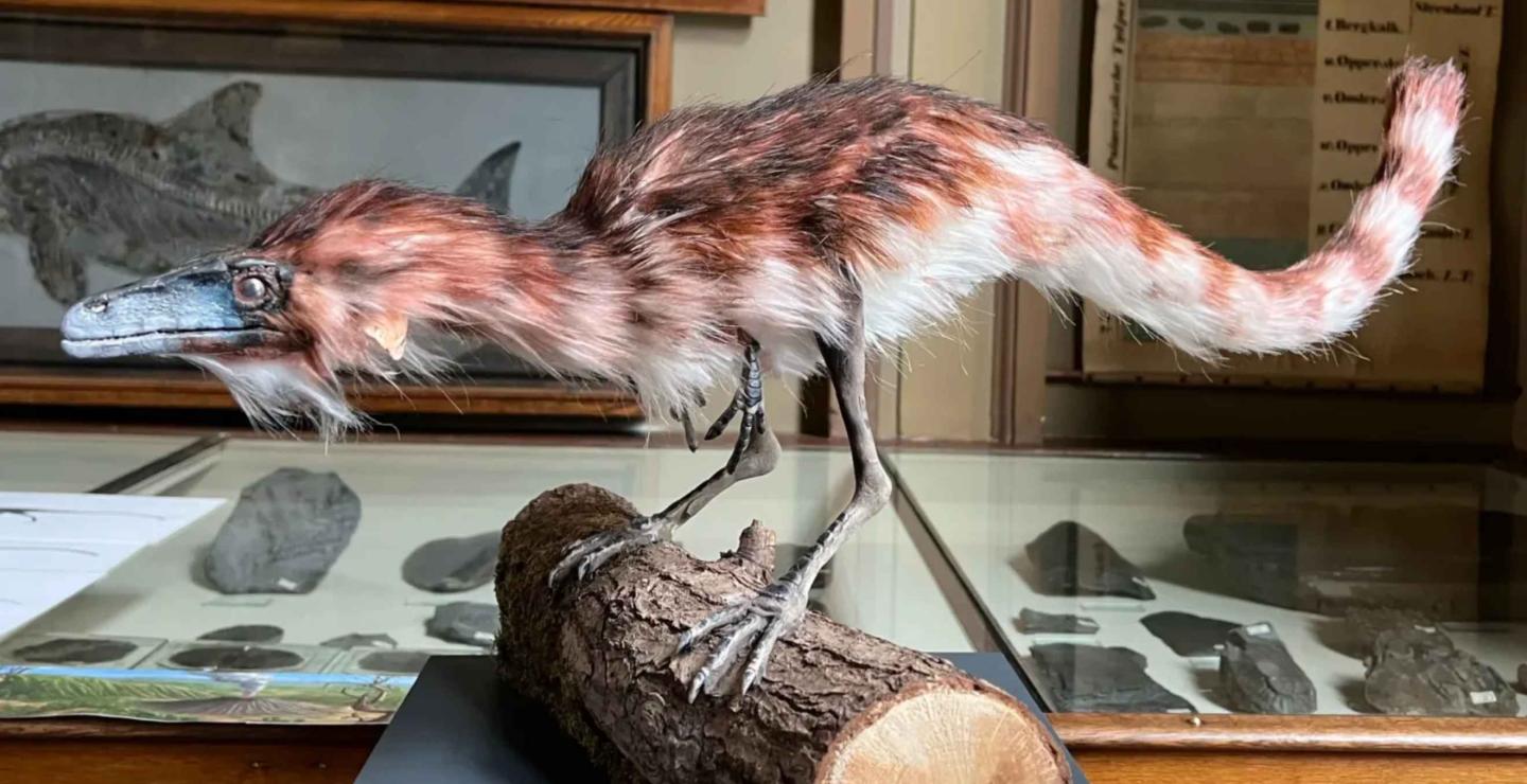 Model van een gevederde dinosaurus in Teylers Museum